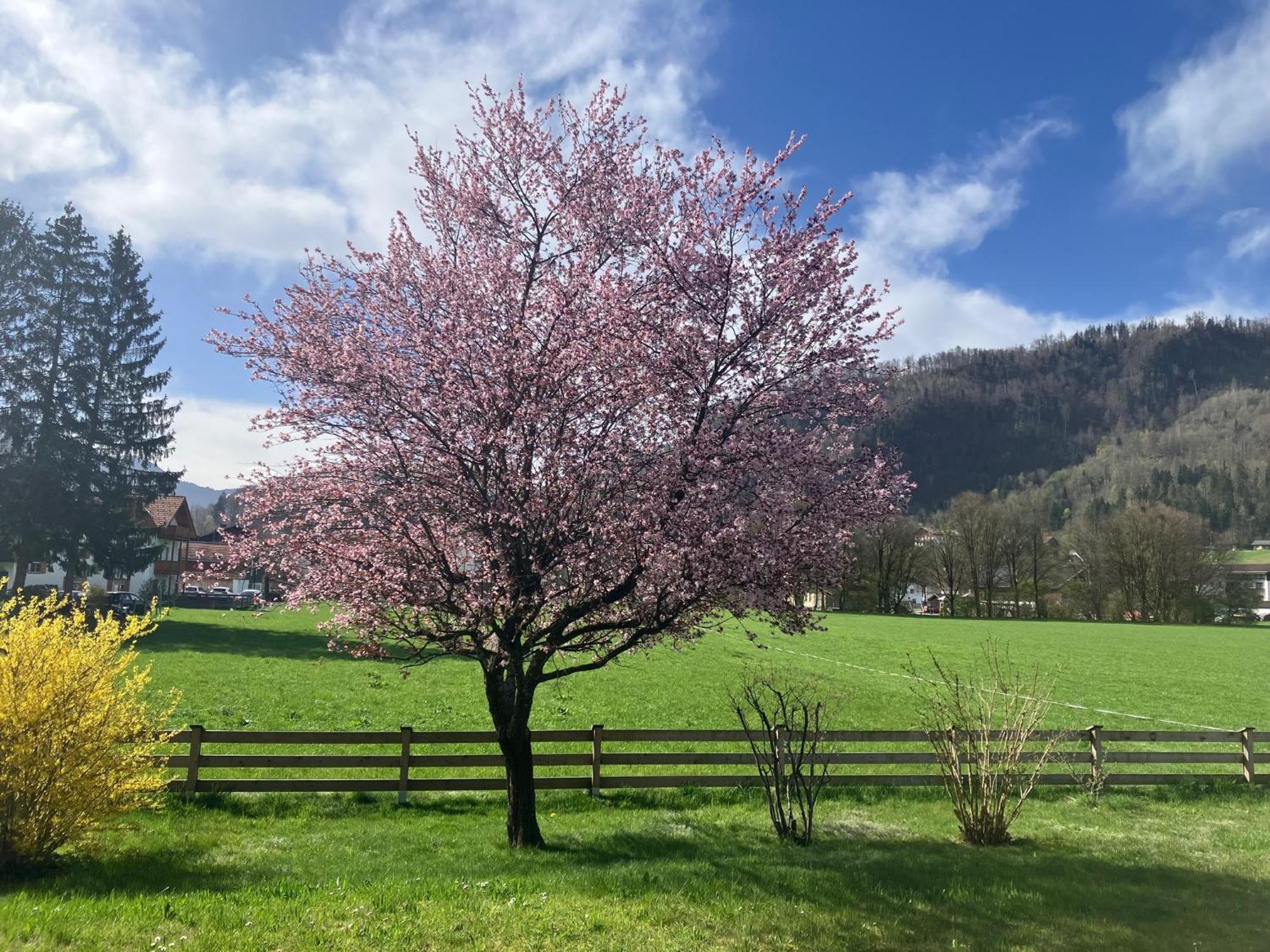 Open Garden Mountain Lodge Oberaudorf Eksteriør bilde